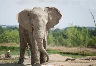 Safari de Peaugres: Входной билет