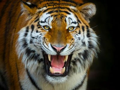 Terra Natura Benidorm: Входной билет