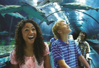 SeaWorld Орландо: входной билет с дополнительной быстрой очередью - photo 2