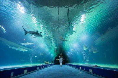 Oceanogràfic & Hemisfèric: Входной билет - photo 2