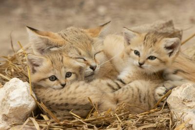Lumigny Safari Reserve &Terre de Singes: входной билет
