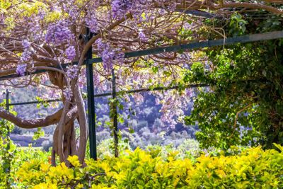 Jardines de Alfabia: Билет с входом без очереди - photo 2
