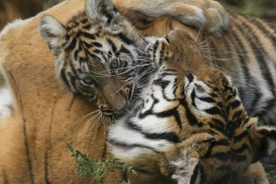 Lumigny Safari Reserve &Terre de Singes: входной билет - photo 2