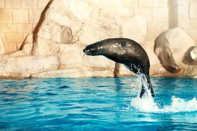 Aquaventure: Входной билет + экскурсия с морским львом в деревне Атлас - photo 2
