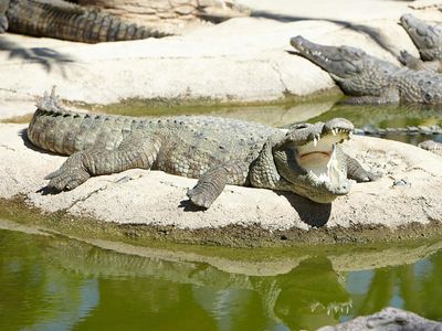 Крокодиловый парк Торремолинос: Входной билет
