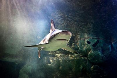 SEA LIFE Сан-Антонио: Входной билет