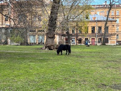 Васильевский Остров: аудиоэкскурсия от метро Василеостровская - photo 2