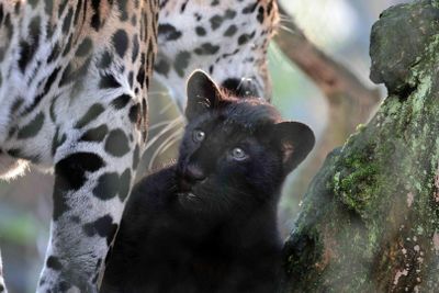 Зоопарк ARTIS Amsterdam Royal Zoo & Micropia: входной билет без очереди - photo 2