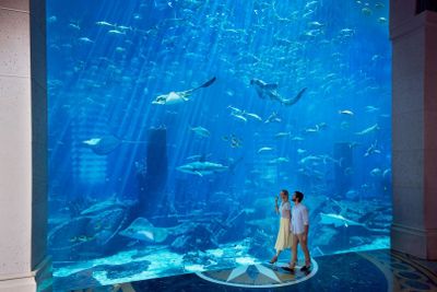 Аквапарк Aquaventure: входной билет + аквариум + сноркелинг с акулами или сафари - photo 2