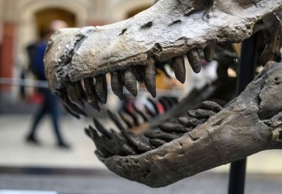 Берлин: Музей естественной истории - аудиоэкскурсия в приложении (без билета) - photo 2