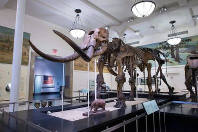 Американский музей естественной истории (AMNH): Плюс один билет - photo 2