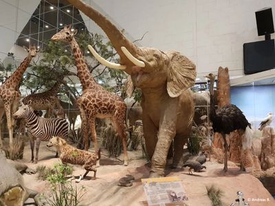 Москва: Дарвиновский музей — билет и аудиоэкскурсия в приложении