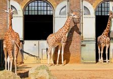 London Zoo