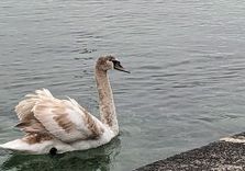 The Geneva Water F...