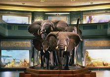 American Museum ...