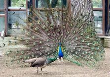 Bird Zoo