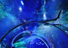 SEA LIFE Charlot...