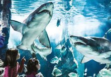 Aquarium of Catt...