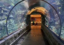 Shark Reef Aquariu...