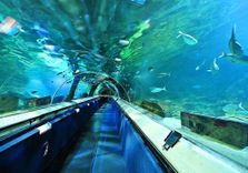 SEA LIFE Kelly T...