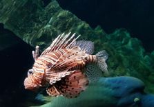 Acquario di Livorno