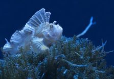 Atlantis Aquariu...