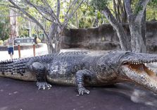 Australia Zoo