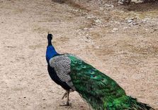 Austin Zoo