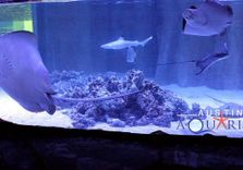 Austin Aquarium