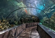 Ripley's Aquariu...