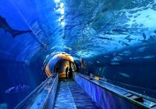 Aquarium of the Bay