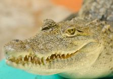 Croco Cun Zoo