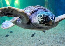 Aquarium of Cala...