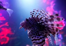 SEA LIFE Michigan