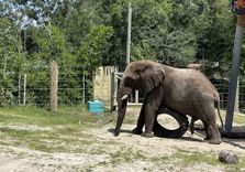 ZooTampa at Lowr...