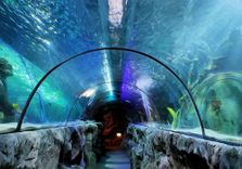 SEA LIFE Great Y...