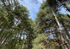 The Giants of Sila