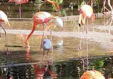 Flamingo Gardens