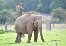 ZSL Whipsna...