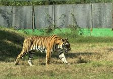 Pombia Safari ...