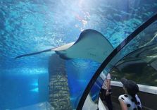 SEA LIFE Sunshin...