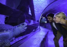 SEA LIFE at Mall...